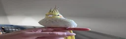 Cockatiels birds for sale: 2 hand reared cockatiels, cage and accessories  - Advert 2
