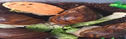 Snails invertebrates for sale: Giant African Tiger Land Snails (Achatina achatina - Advert 9