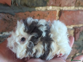 Guinea Pig rodents Three lovely Lunkarya babies - Advert 1