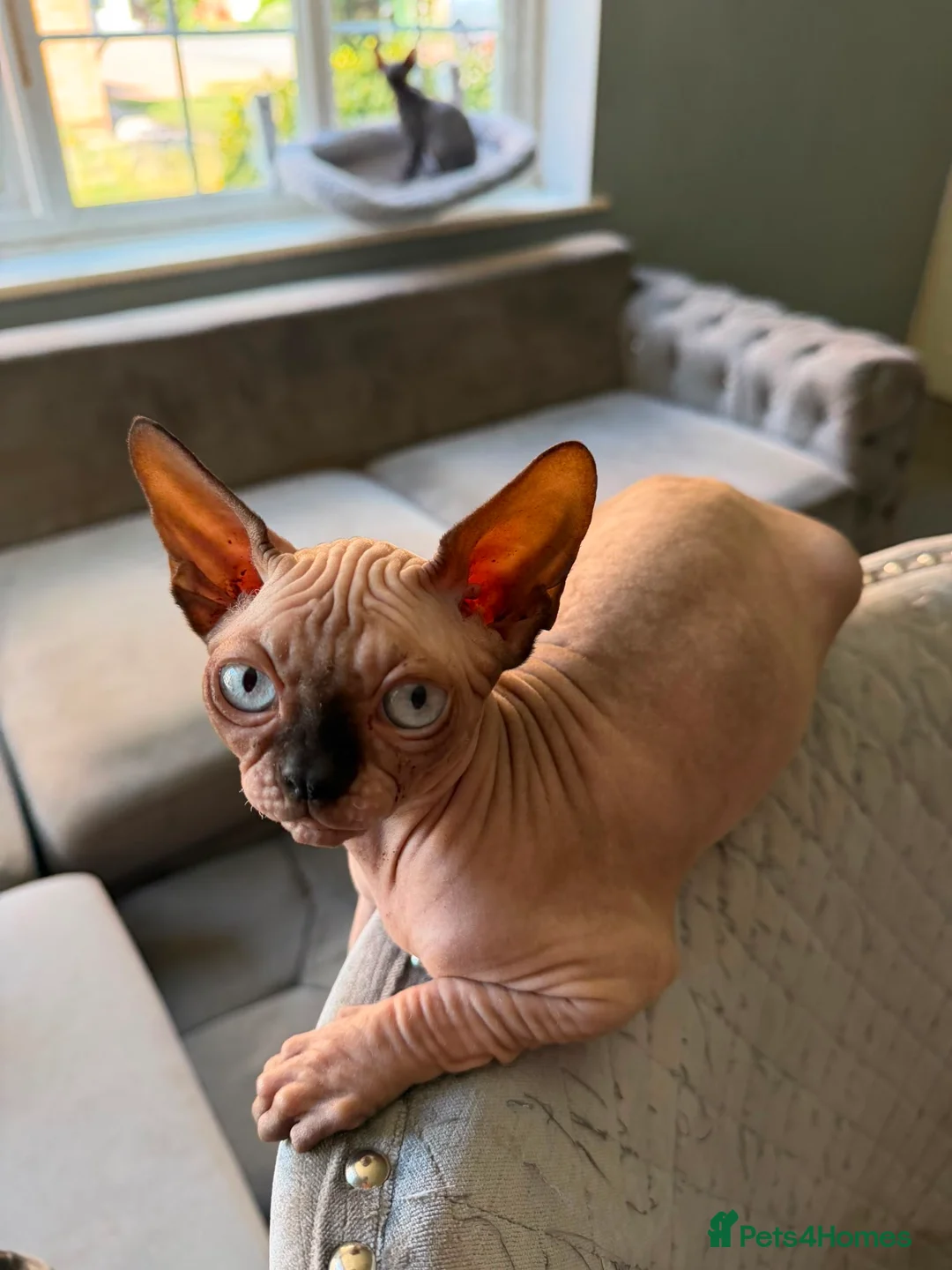 Sphynx cats for sale: Horus 😻 Sphynx Boy – Ready for His Home - Advert 1