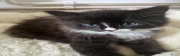 British Longhair cats for sale: Bonded pair of kittens  - Advert 3