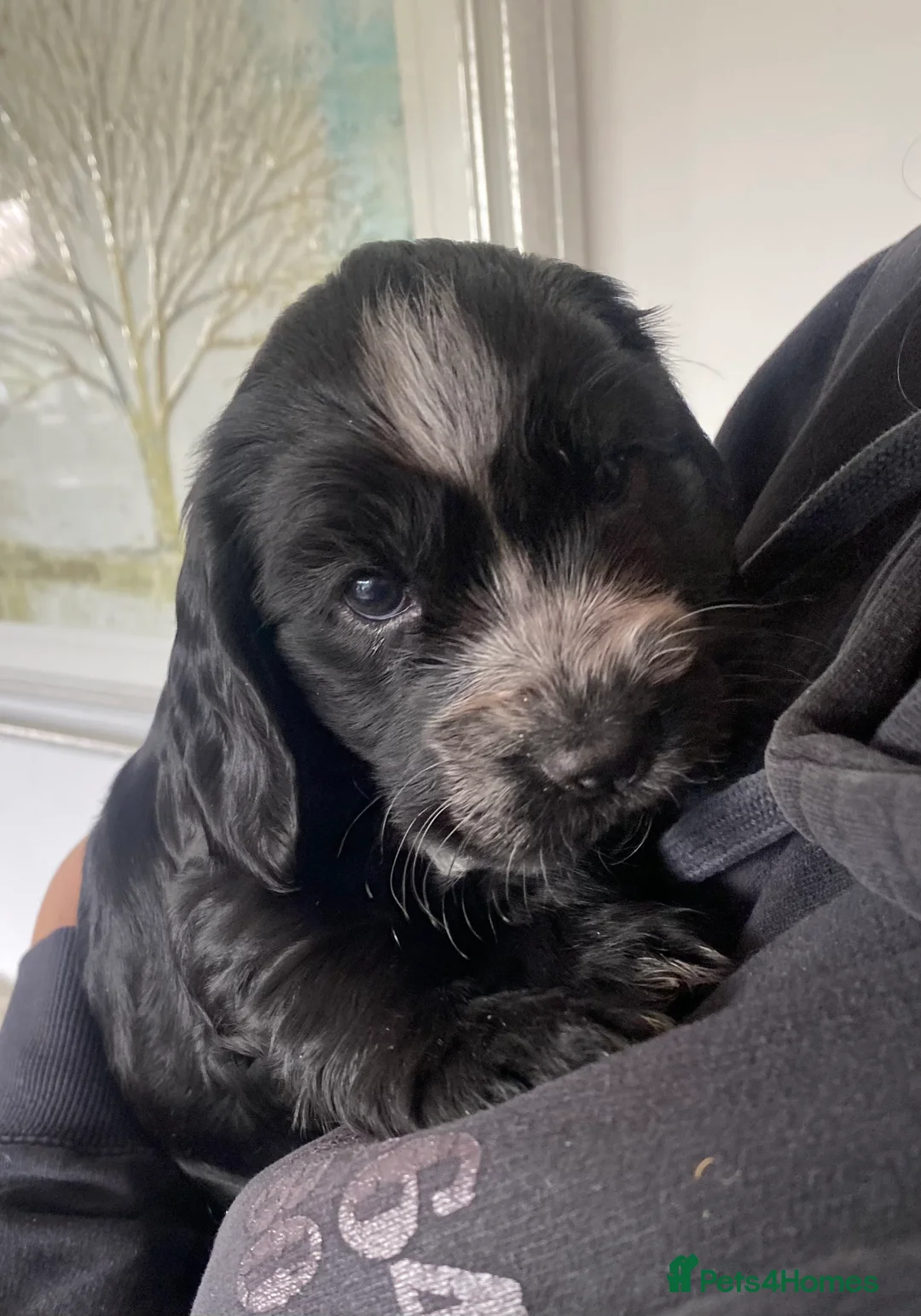 Cocker Spaniel dogs for sale: Cocker Spaniel Show Type Puppies  - Advert 21