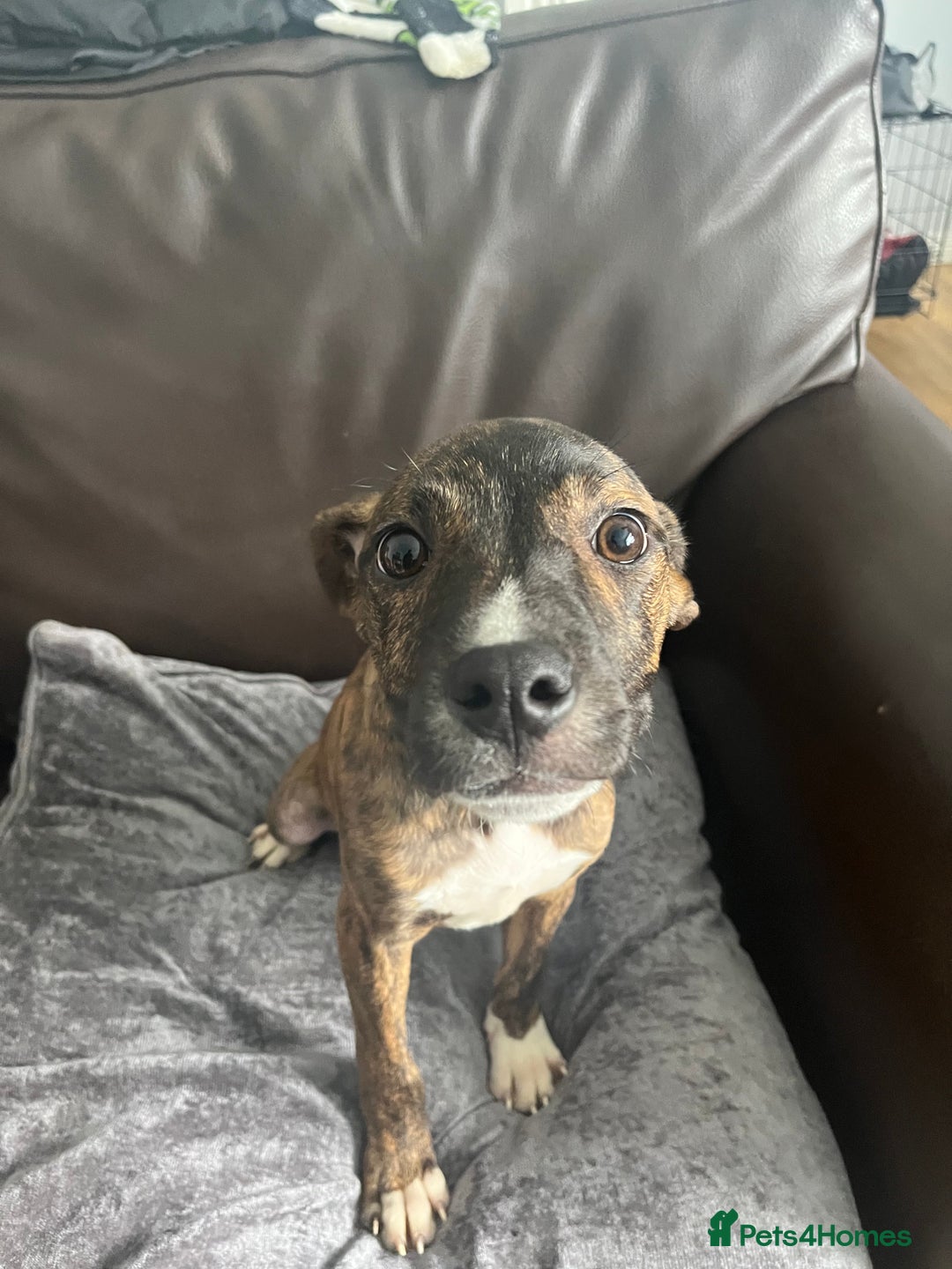 Mixed Breed dogs for sale: Staffy pups - Advert 10