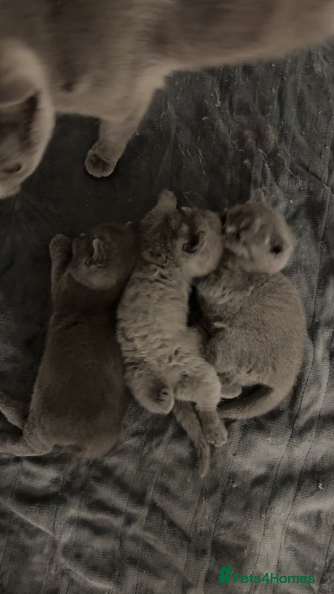 British Shorthair cats for sale: British short hairs  - Image 8