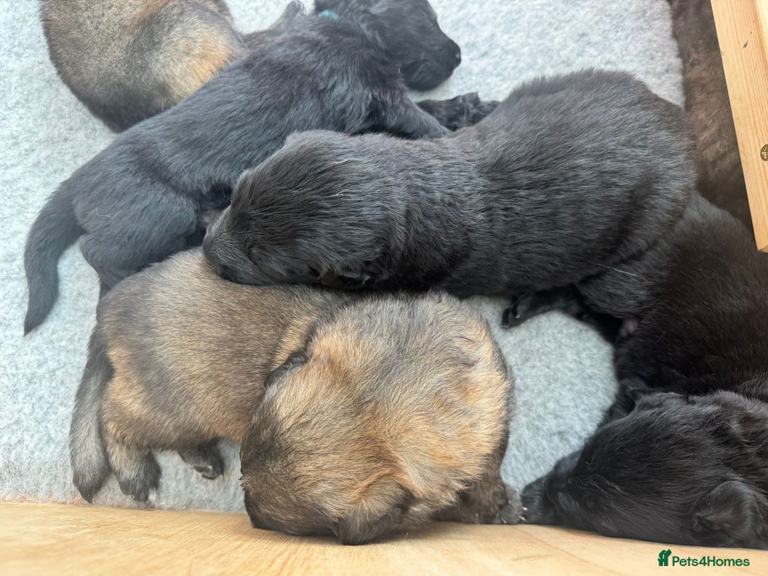 German Shepherd dogs for sale: Rockforce Long Haired German Shepherd Puppies - Advert 12