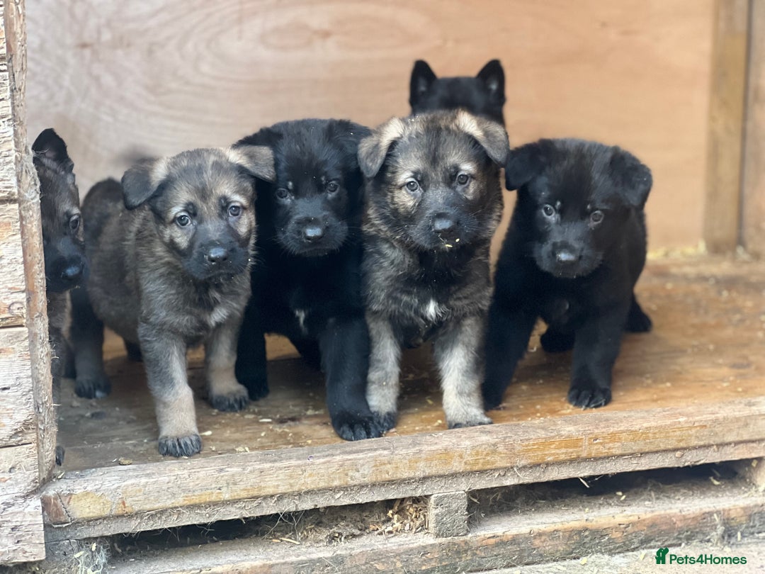 German Shepherd dogs for sale: READY NOW CZECH LINE GERMAN SHEPHERD PUPPIES!! - Image 9