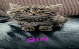 Domestic Shorthair cats for sale: 2 beautiful black fluffy kittens for sale.  - Image 2