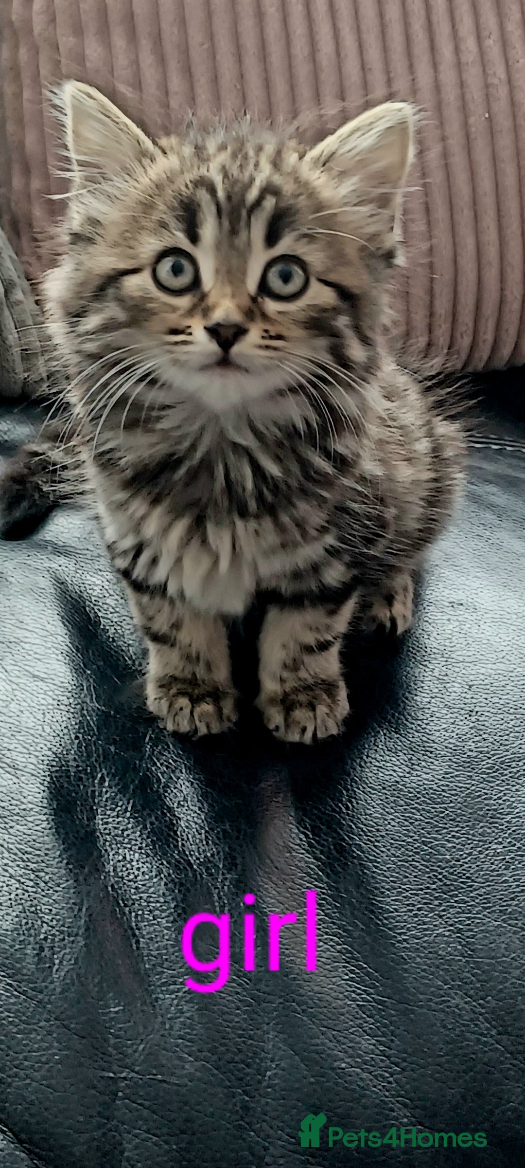 Domestic Shorthair cats for sale: 2 beautiful black fluffy kittens for sale.  - Image 2