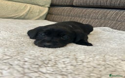 Labrador Retriever dogs for sale: Labrador puppies  - Image 34
