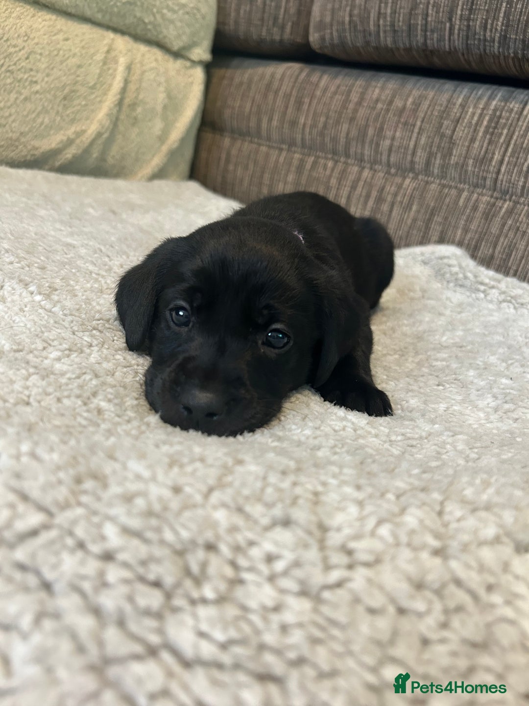 Labrador Retriever dogs for sale: Labrador puppies  - Image 34