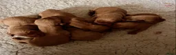 Labrador Retriever dogs for sale: 2 Fox Red Labs - Advert 8