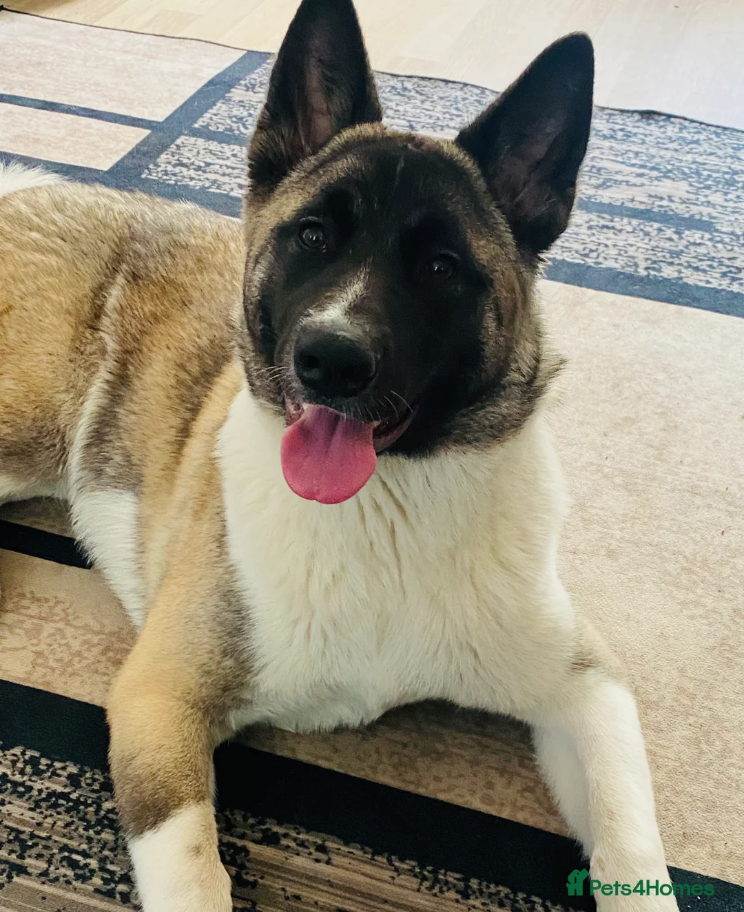 Akita dogs for sale: Lola Akita  - Advert 1