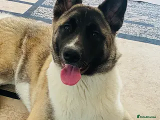 Akita dogs Lola Akita - Advert 1