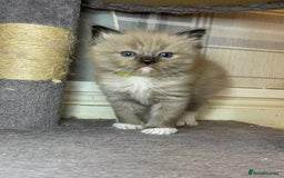 Ragdoll cats for sale: Pedigree Cherubim Ragdoll Kittens💫 - Image 8