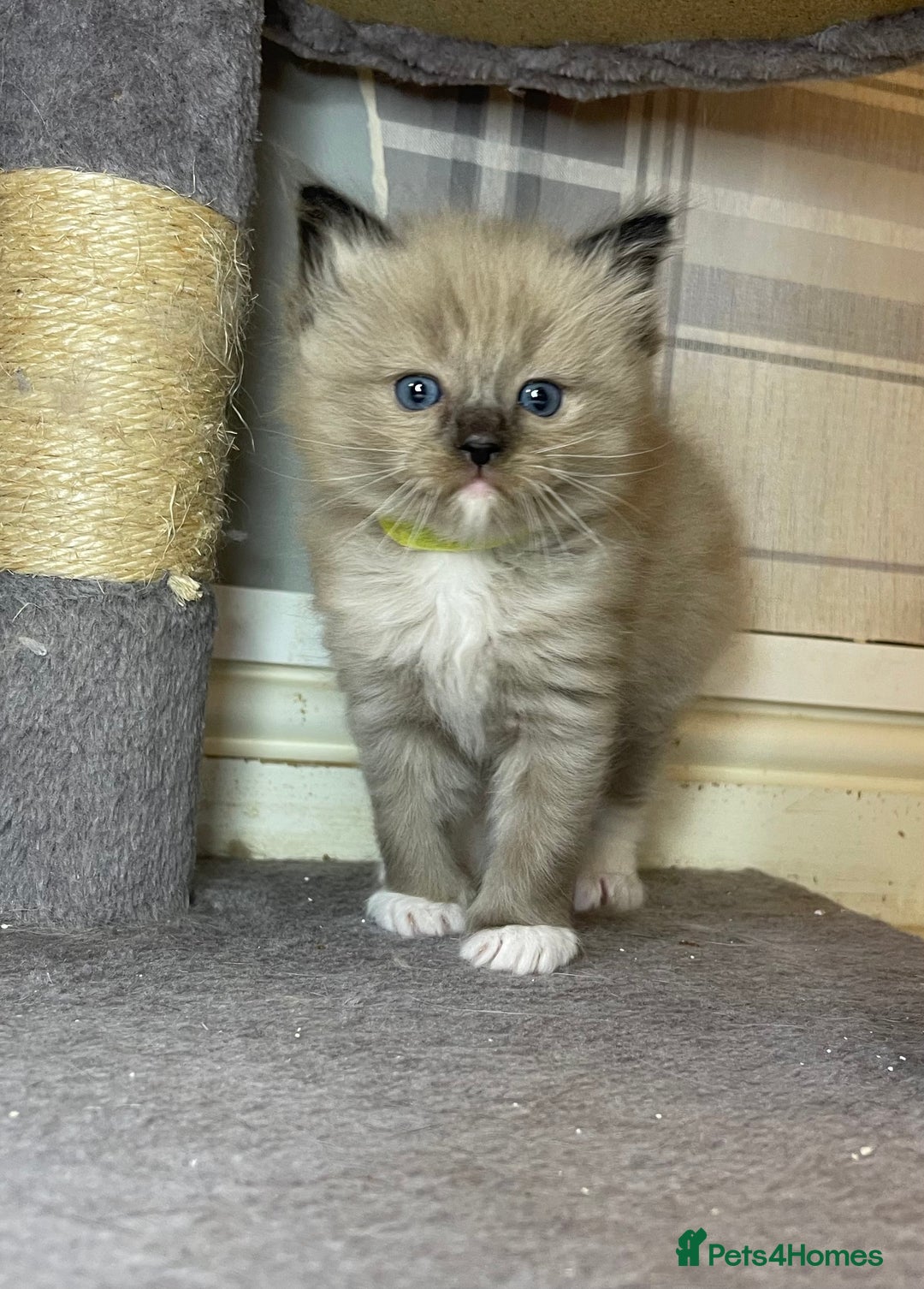 Ragdoll cats for sale: Pedigree Cherubim Ragdoll Kittens💫 - Image 8