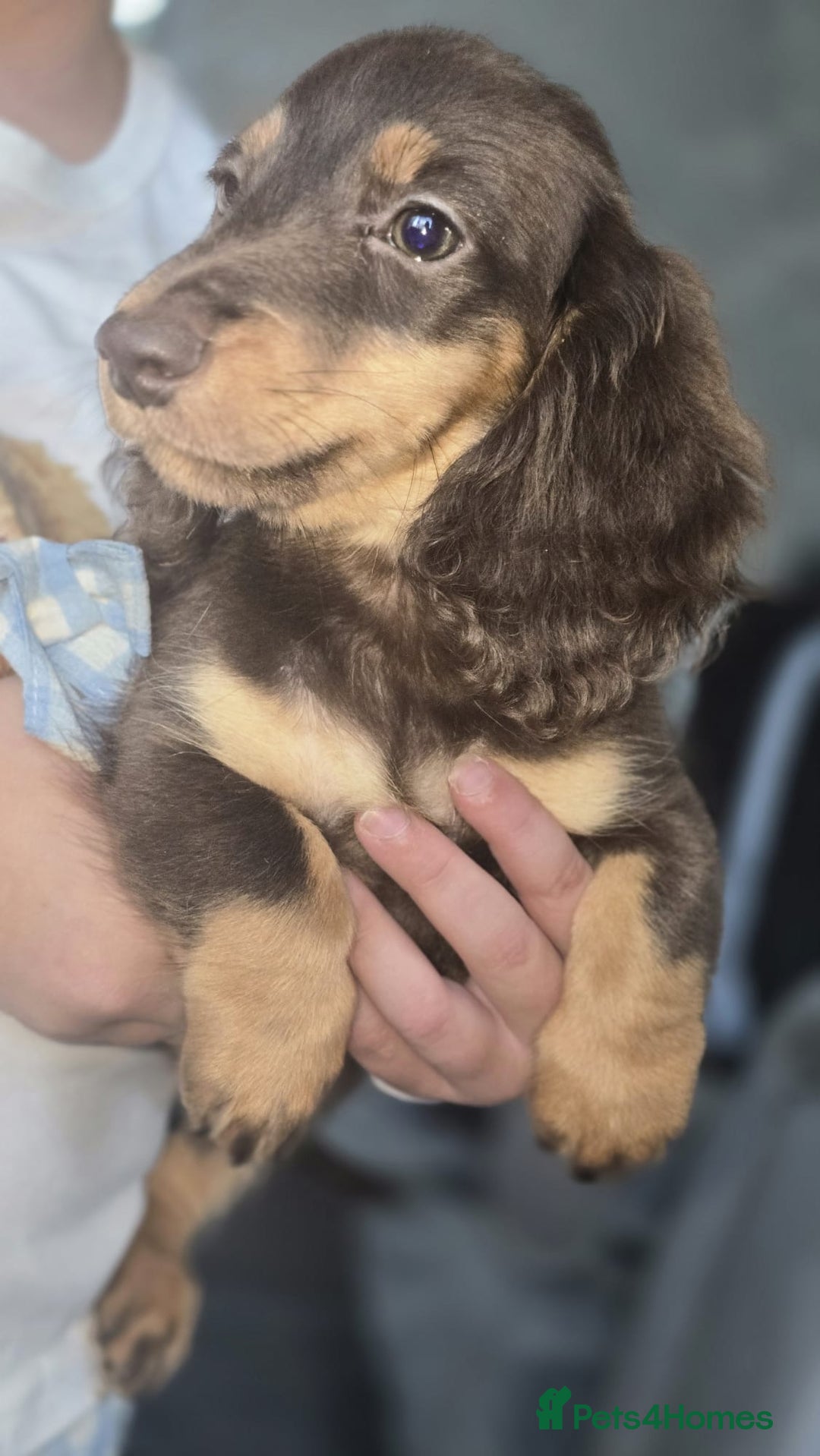 Miniature Dachshund dogs for sale: Top quality Mini long-haired dashhound, Isabella  - Image 3