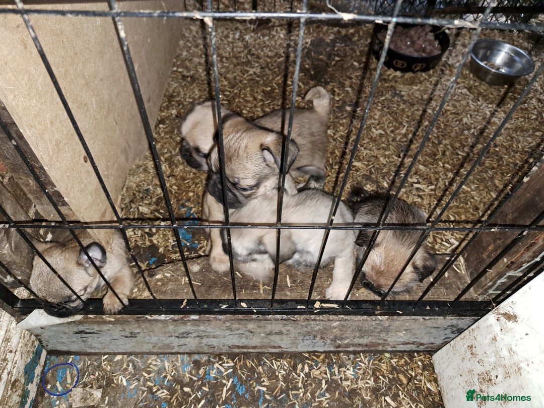 Mixed Breed dogs for sale: Perfect litter of pug cross shih-tzu  - Advert 12