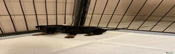Miniature Pinscher dogs for sale: 4 Black and Tan miniature pinscher  - Advert 2
