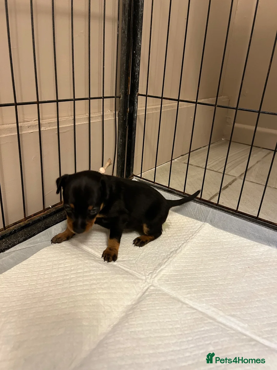 Miniature Pinscher dogs for sale: 4 Black and Tan miniature pinscher  - Advert 2