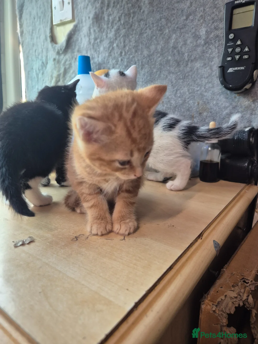 Mixed Breed cats for sale: Freindly kitten  - Advert 2