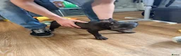 French Bulldog dogs for sale: REDUCED..FRENCH BULLDOG PUPPIES FOR SALE in London - Advert 3