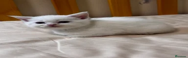 Scottish Straight Kitten 2 white