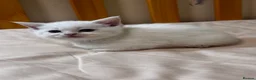 Scottish Fold cats for sale: Scottish Fold & Straight Kittens 🐾 - Advert 17