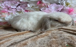 Mini Lop rabbits for sale: 💙🩷 young friendly pure bred mini lops🩷💙 - Image 13