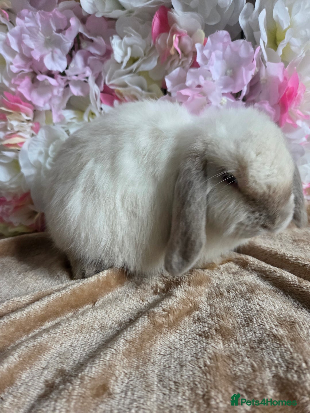 Mini Lop rabbits for sale: 💙🩷 young friendly pure bred mini lops🩷💙 - Image 13