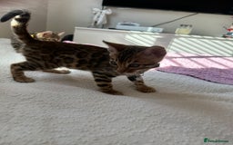Bengal cats for sale: Beautiful pure Bengal kittens - Image 4