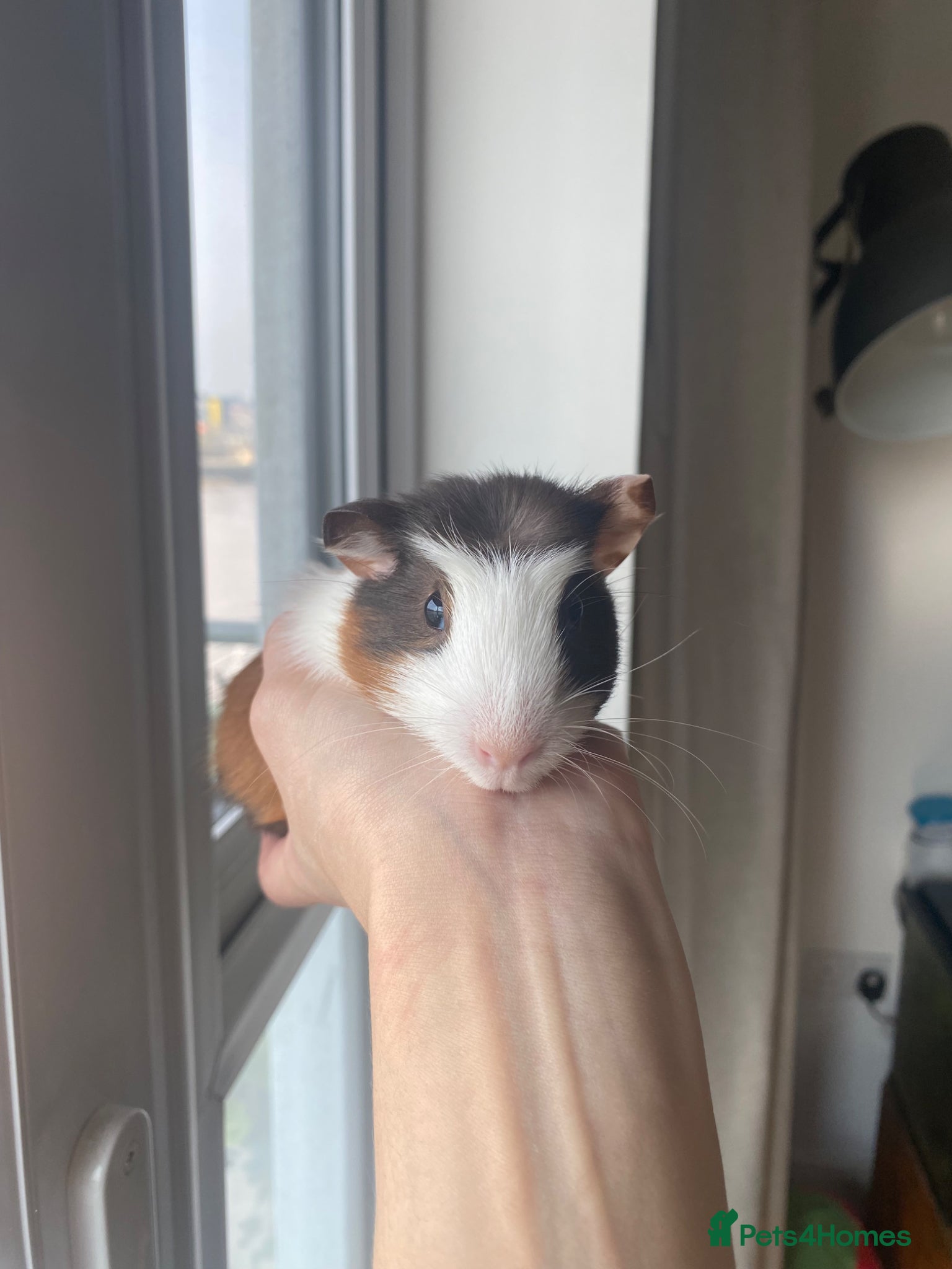 Guinea Pig rodents Female baby and mum Guinea pig  - Advert 2