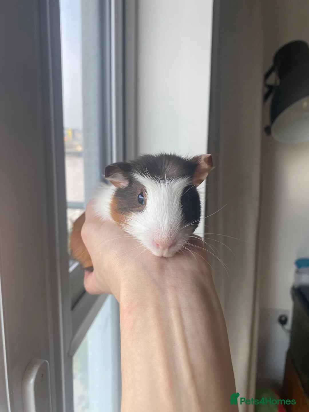 Guinea Pig rodents for sale: Female baby and mum Guinea pig  - Advert 1