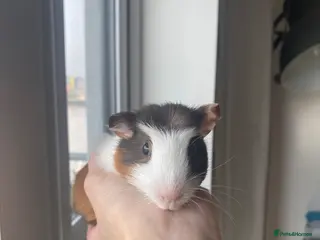 Guinea Pig rodents Female baby and mum Guinea pig - Advert 2