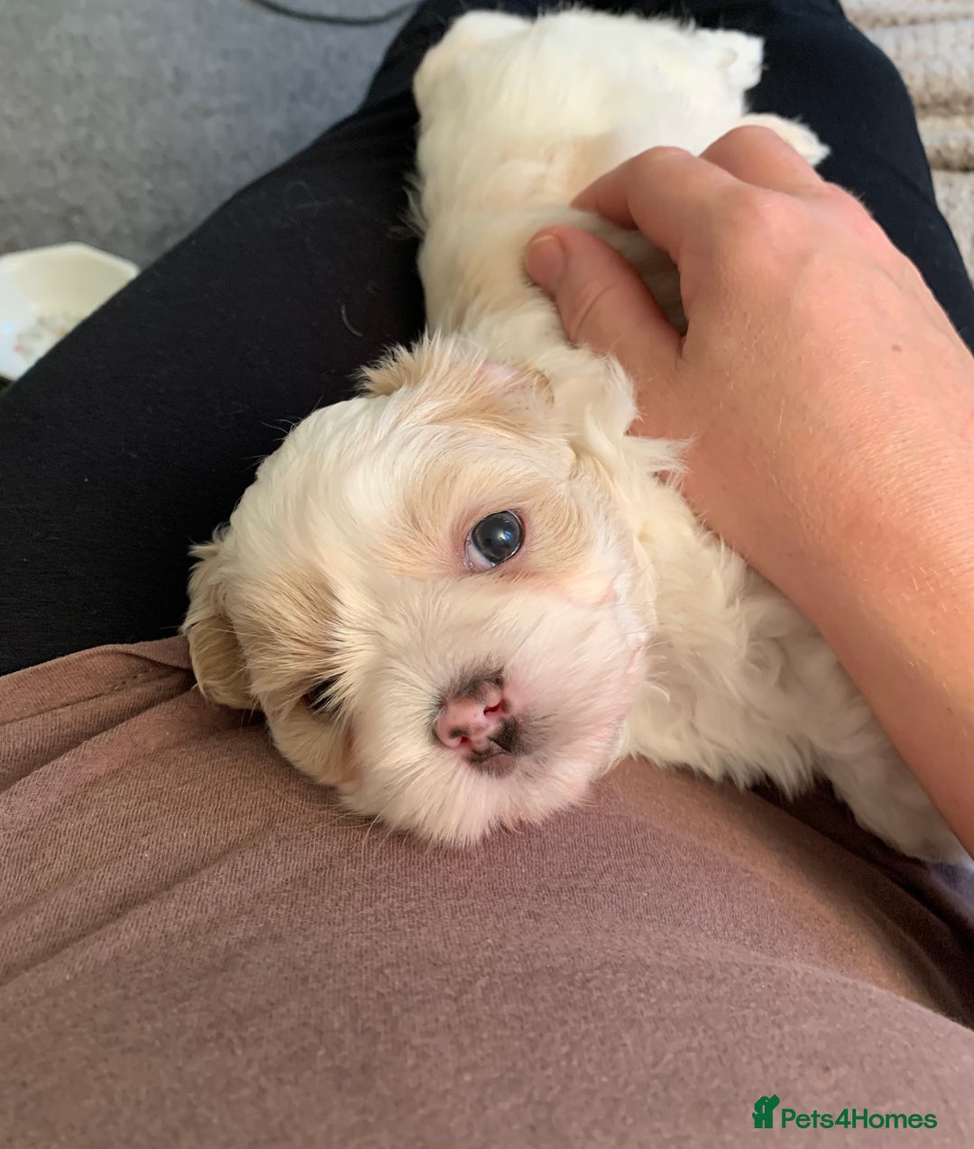 Malshi dogs for sale: Malshi puppies - Image 10