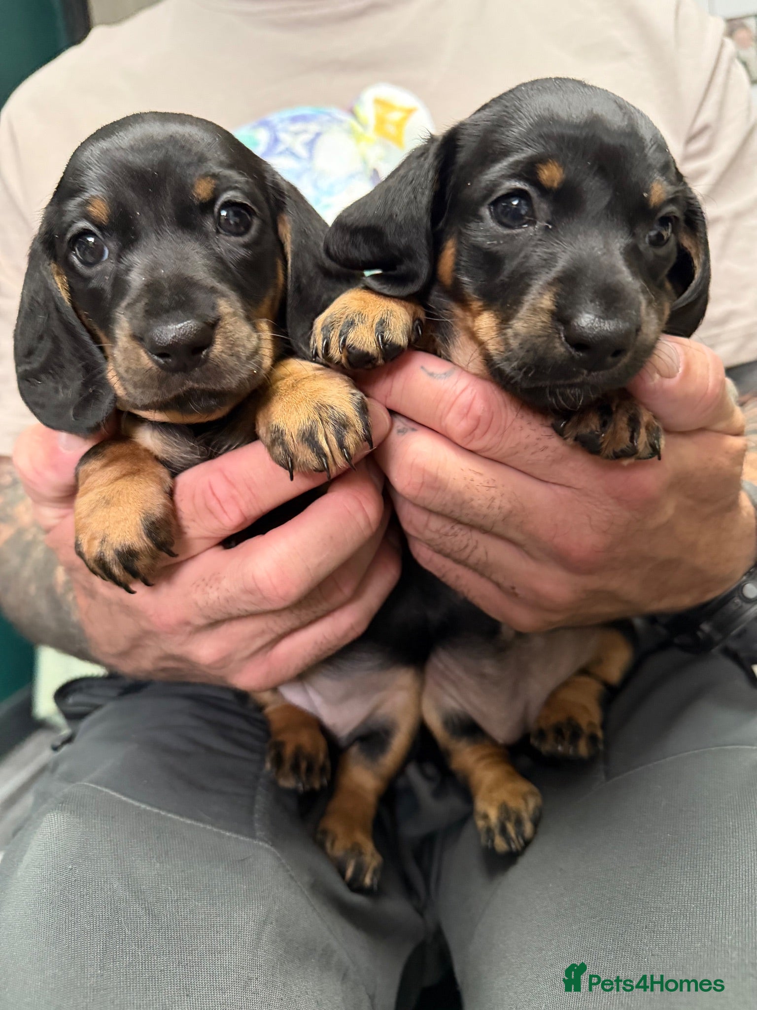 Dachshund dogs 2 adorable standard dachshund girls available  - Advert 2