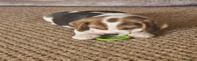 Spot