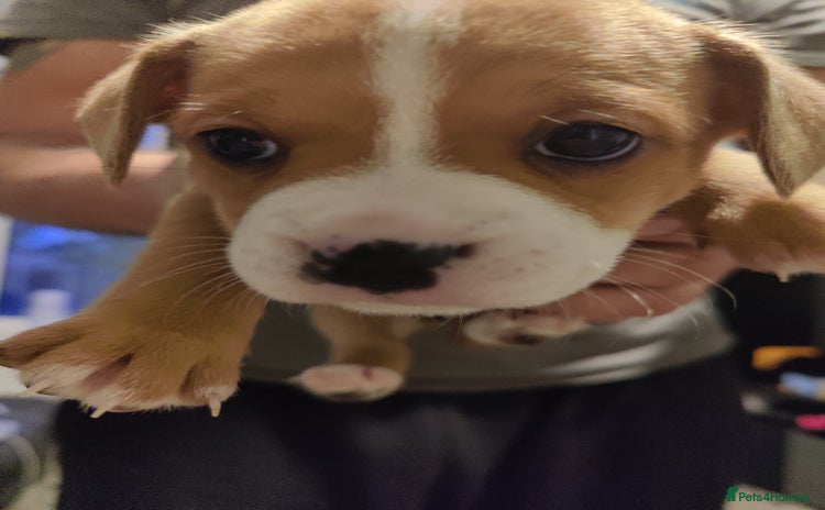 Mixed Breed dogs - Advert 12