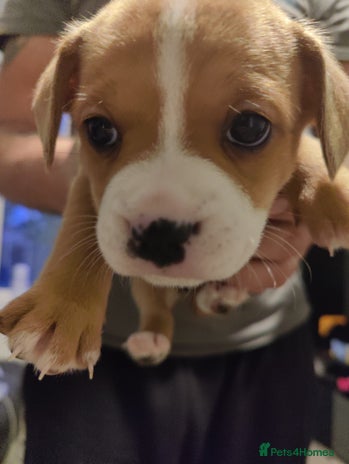 Mixed Breed dogs - Advert 12