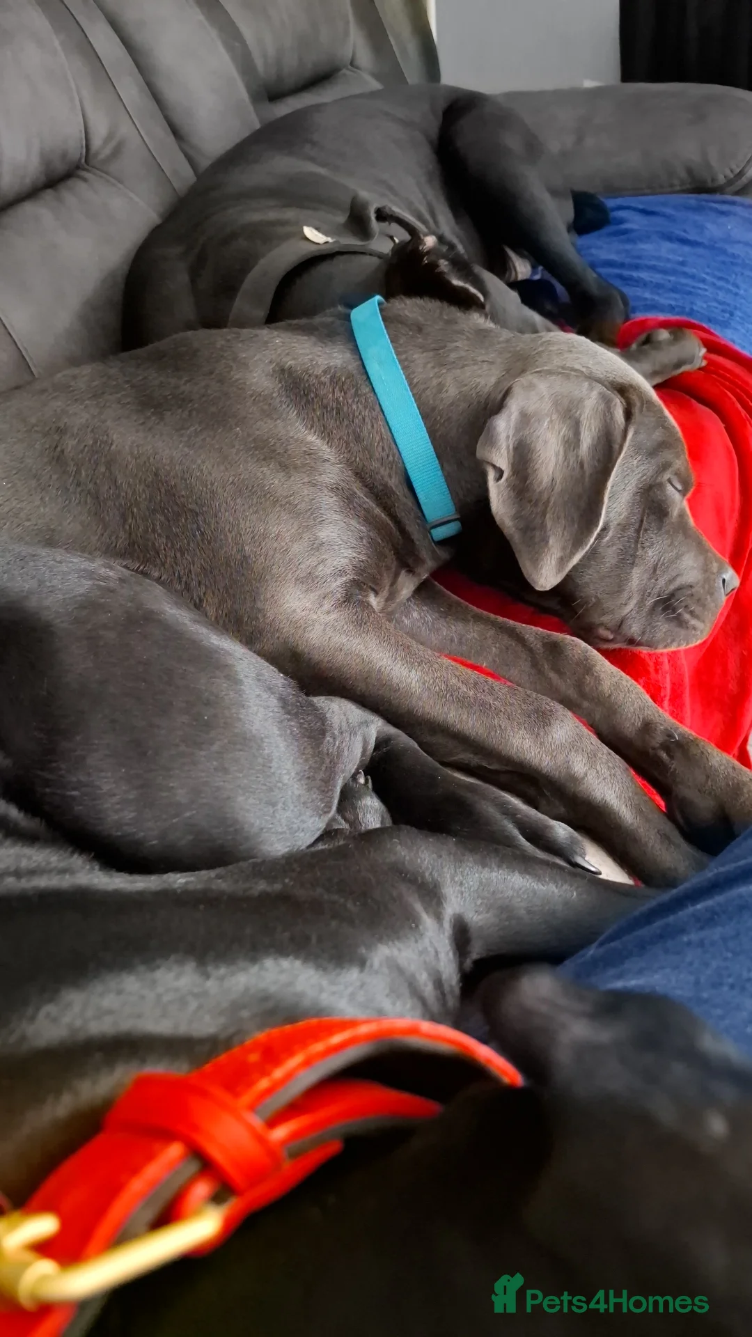 Cane Corso dogs for sale: Grey female cane corso - Advert 2