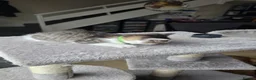 Ragdoll cats for sale: 🐱 Ragdoll Mix Kittens – Ready Soon! - Advert 5