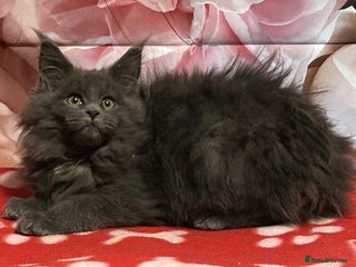 Maine Coon cats TICA Registered Maine Coon Kittens. READY NOW - Advert 3