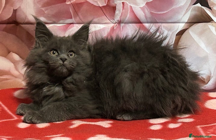 Maine Coon cats TICA Registered Maine Coon Kittens. READY NOW - Advert 4