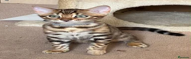 Bengal 4