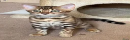 Bengal cats for sale: Male Bengal Kittens for sale - Advert 11