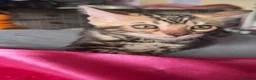 Bengal cats for sale: Gorgeous Marble Bengal Kittens - Ready Now - Advert 3