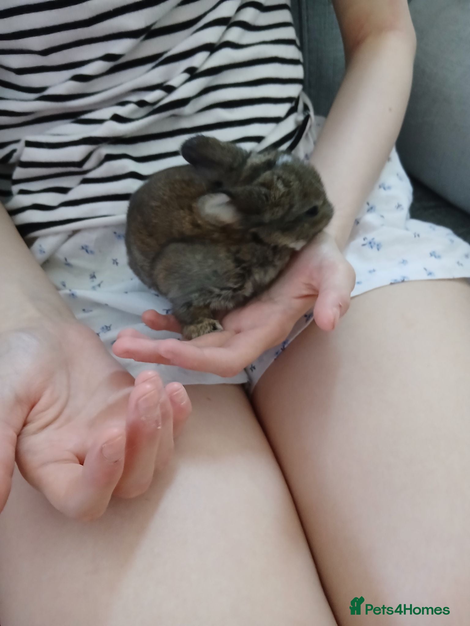 Mini Lop rabbits Bunnies  - Advert 7