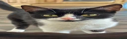 Mixed Breed cats for sale: Kittens  - Advert 1