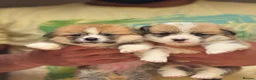 Welsh Corgi Pembroke dogs for sale: Champion Sired Corgi Pembroke puppies available  - Advert 13