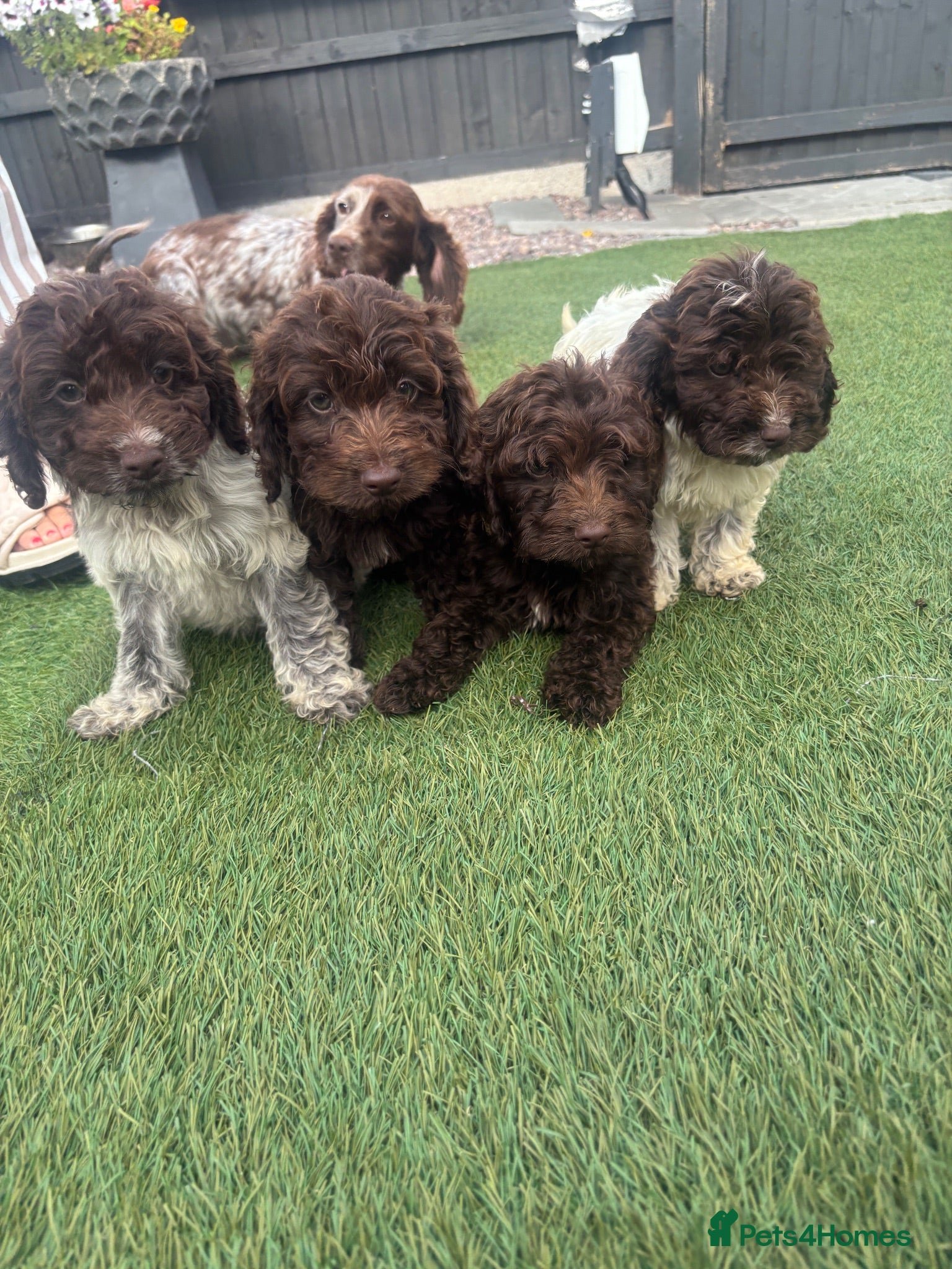 Cockapoo dogs 4 beautiful f1 cockapoos - Advert 1
