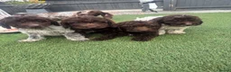 Cockapoo dogs for sale: 4 beautiful f1 cockapoos - Advert 1